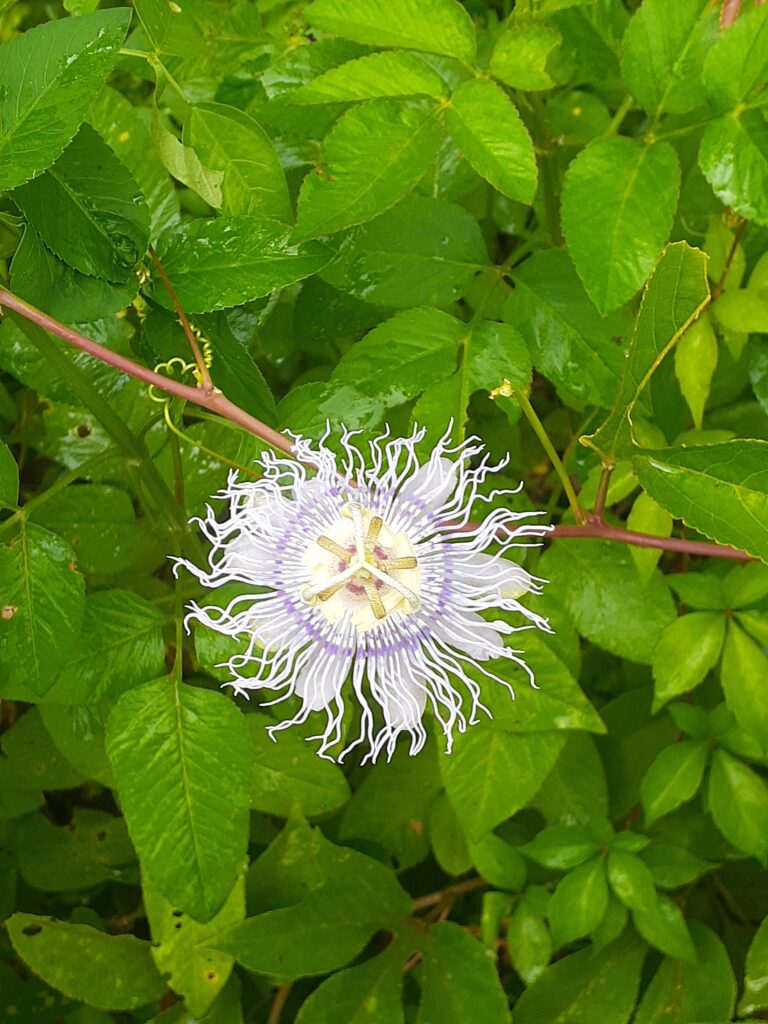 purple passion Flower Maypop passiflora incarnata growing wild in Florida