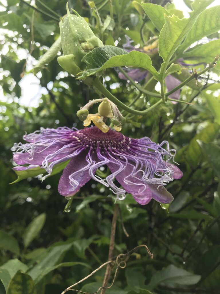 Passiflora incarnat x cincinnata 'Incense' bloom side view 