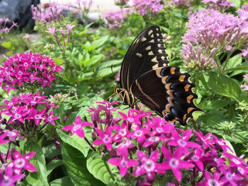 Penta Graffiti series purple with swallowtail butterfly