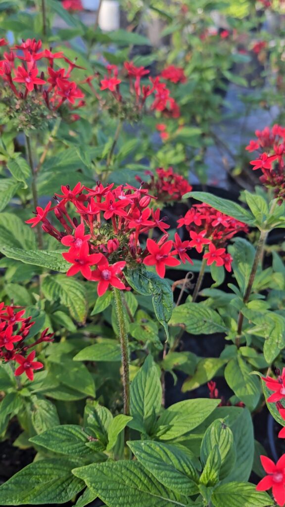 old fashion heirloom Pentas lanceolata ruby red glow 