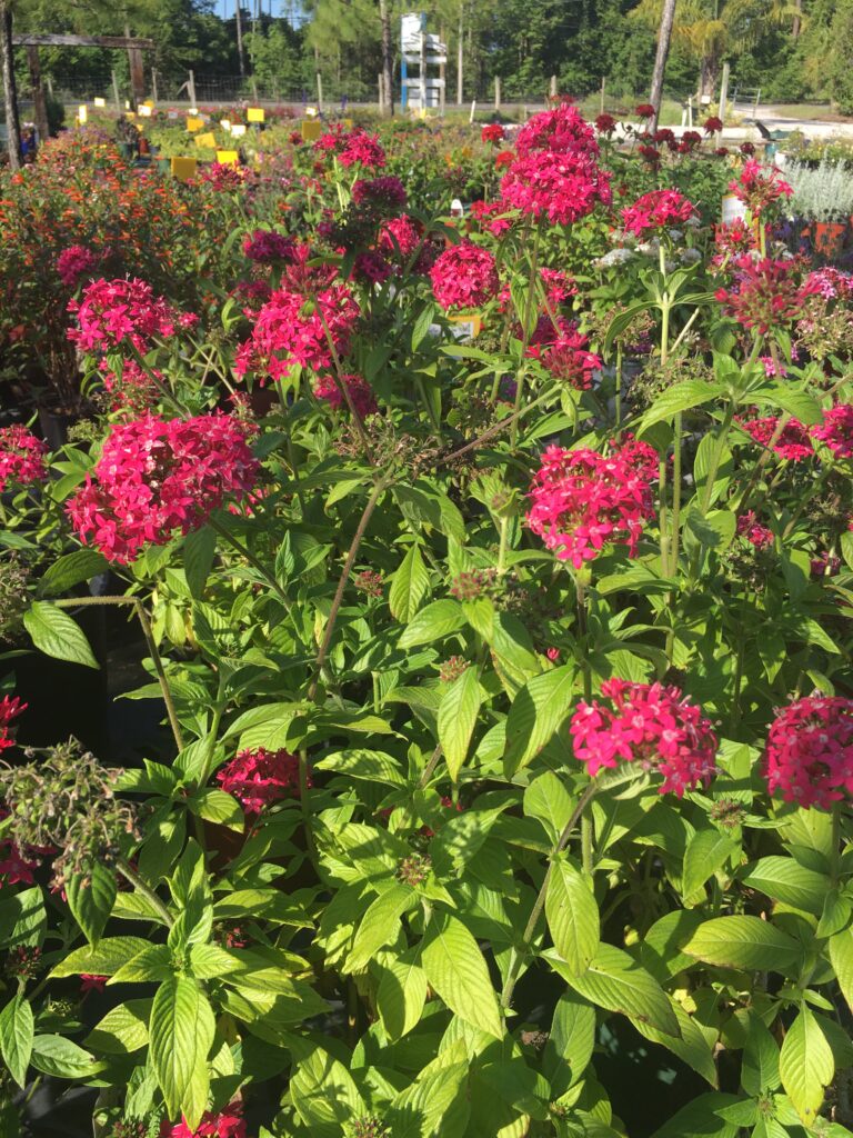 old fashion heirloom Pentas jessica 