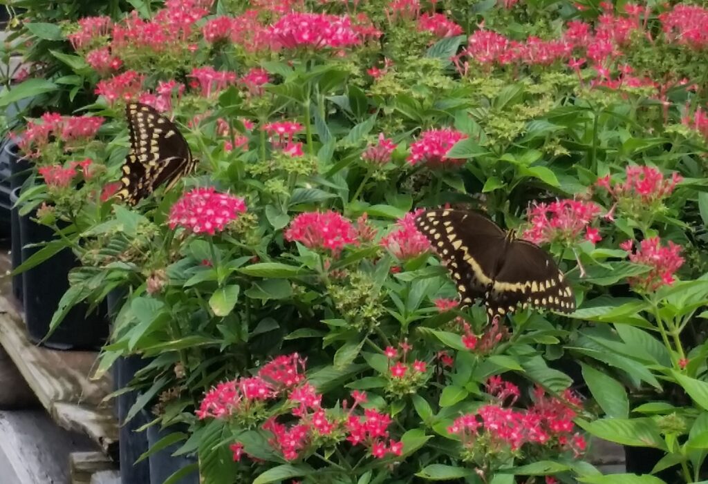 Pentas BeeBright lipstick with swallowtail butterflies