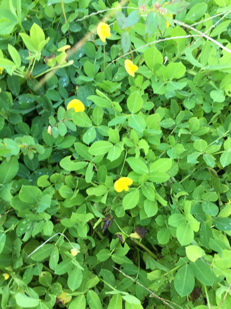 Perennial peanut flowers and foliage 