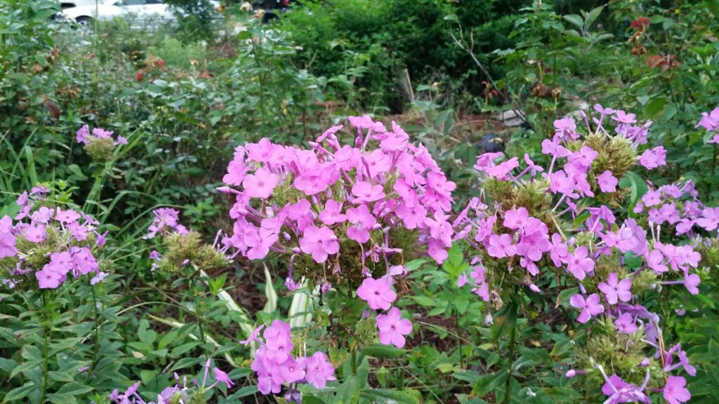 phlox perennial