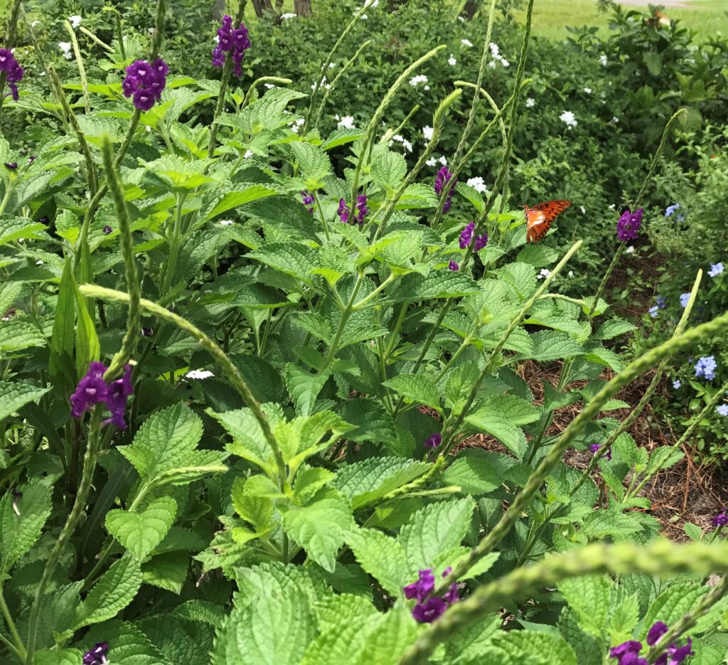 Purple Porterweed 