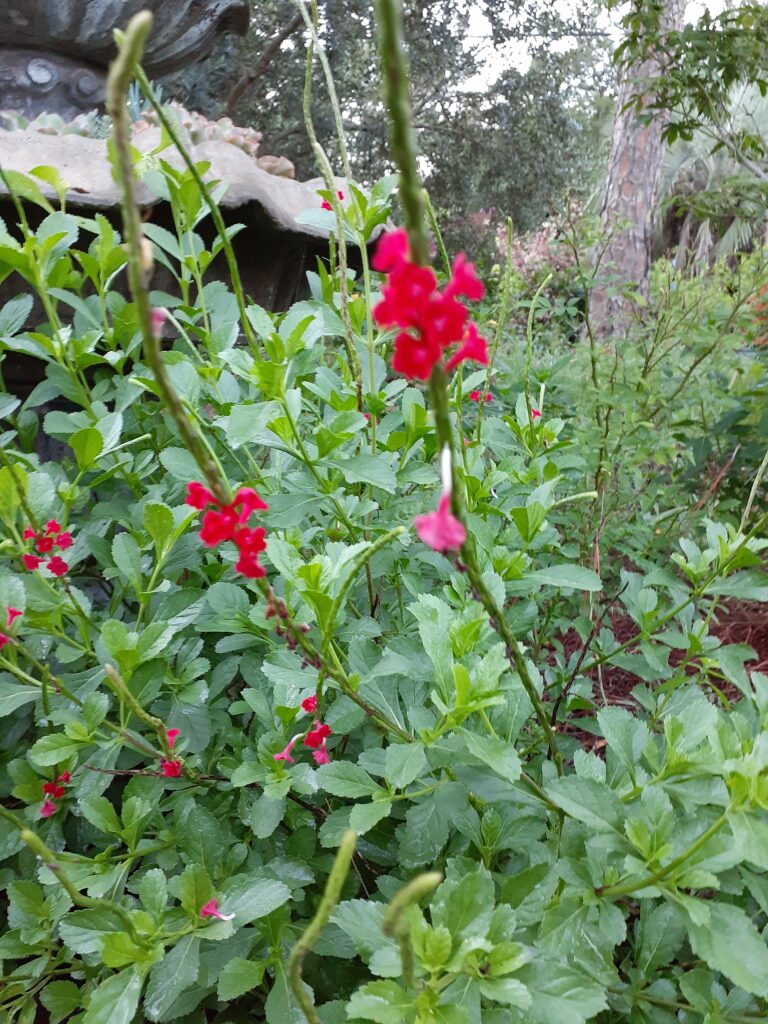 red porterweed