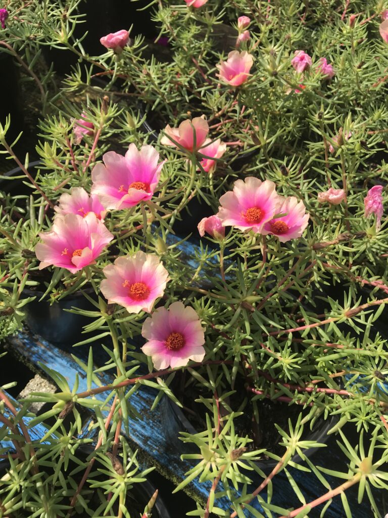 portulaca