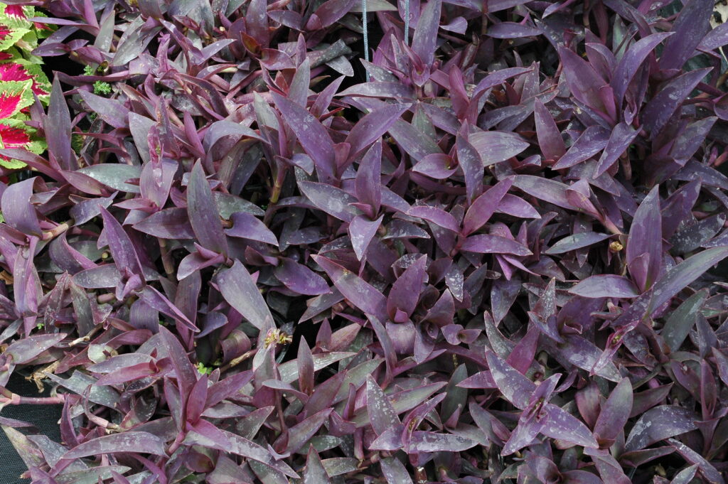 purple queen setcresea in the landscape ne Florida