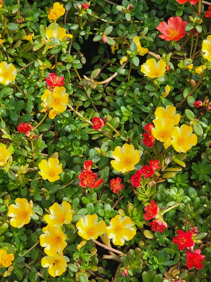 orange and yellow blooming purslane