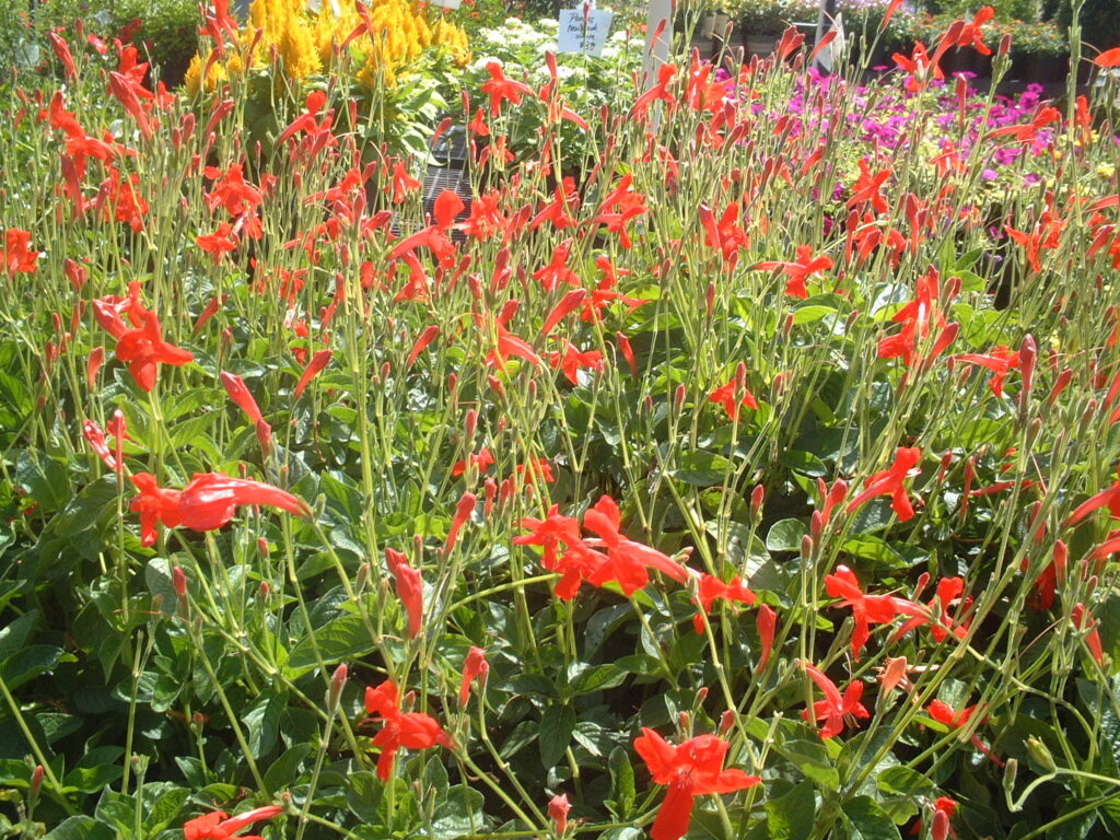 Trailing Red Ruellia 