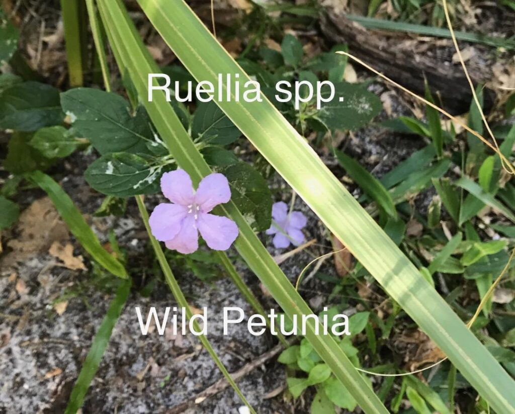 Florida native Wild Petunia ruellia 