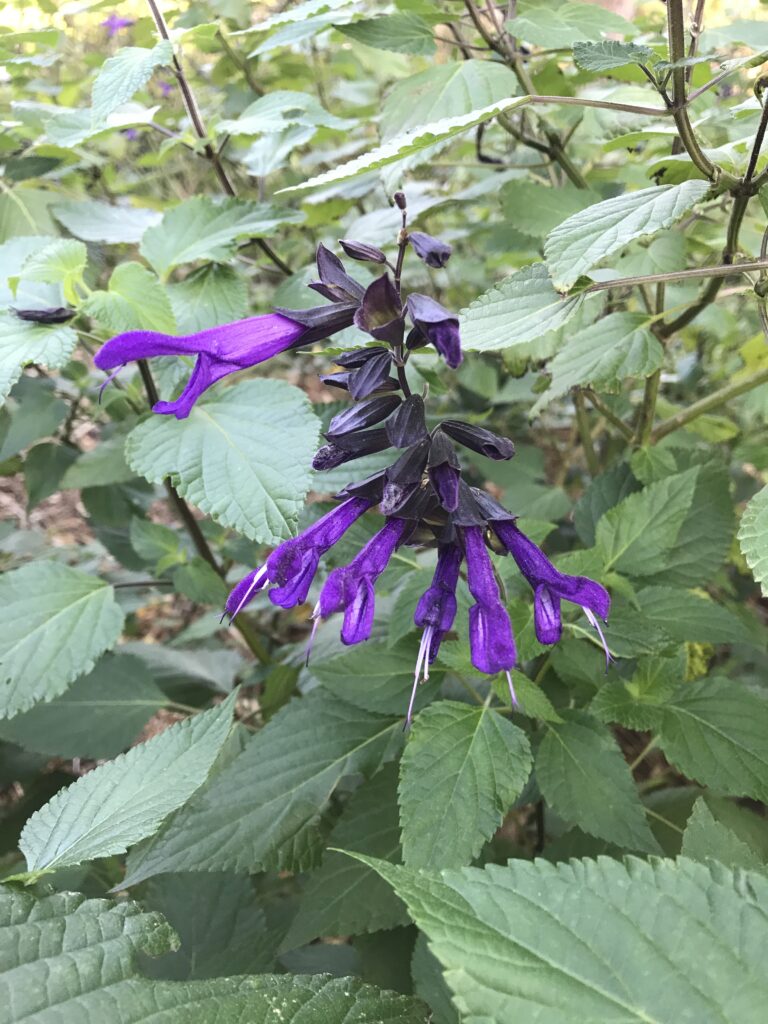 Salvia Amistad bloom