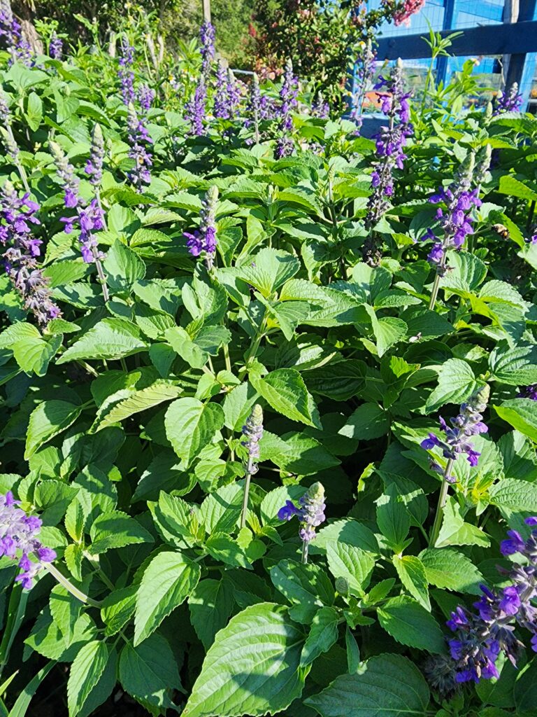 Big Blue Salvia