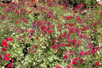 Salvia Greggii