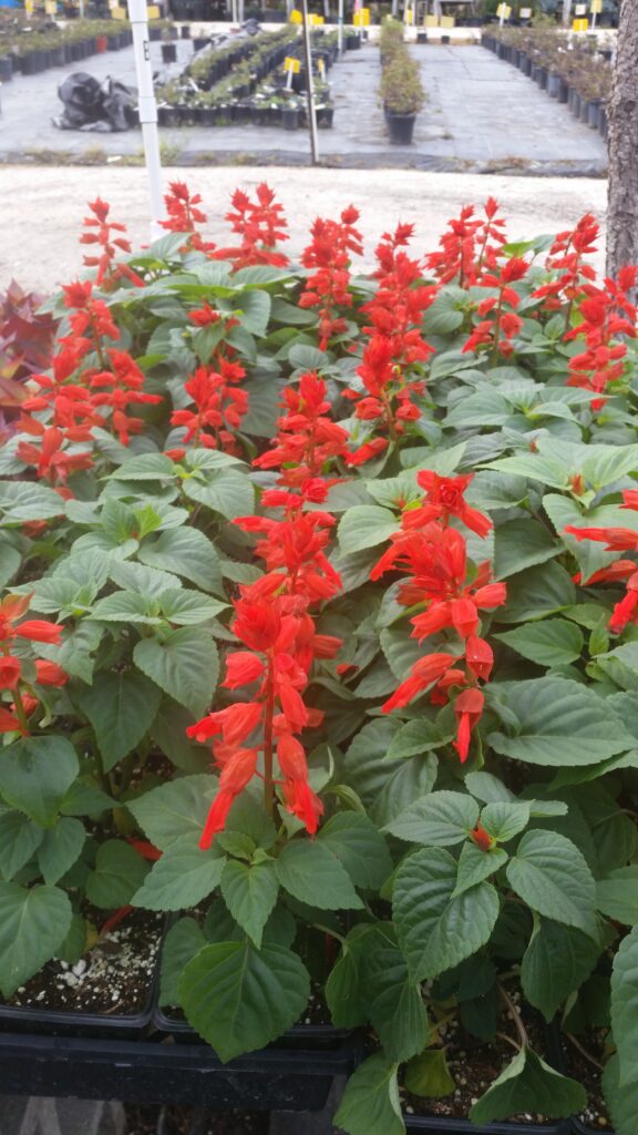 Annual salvia Vista red