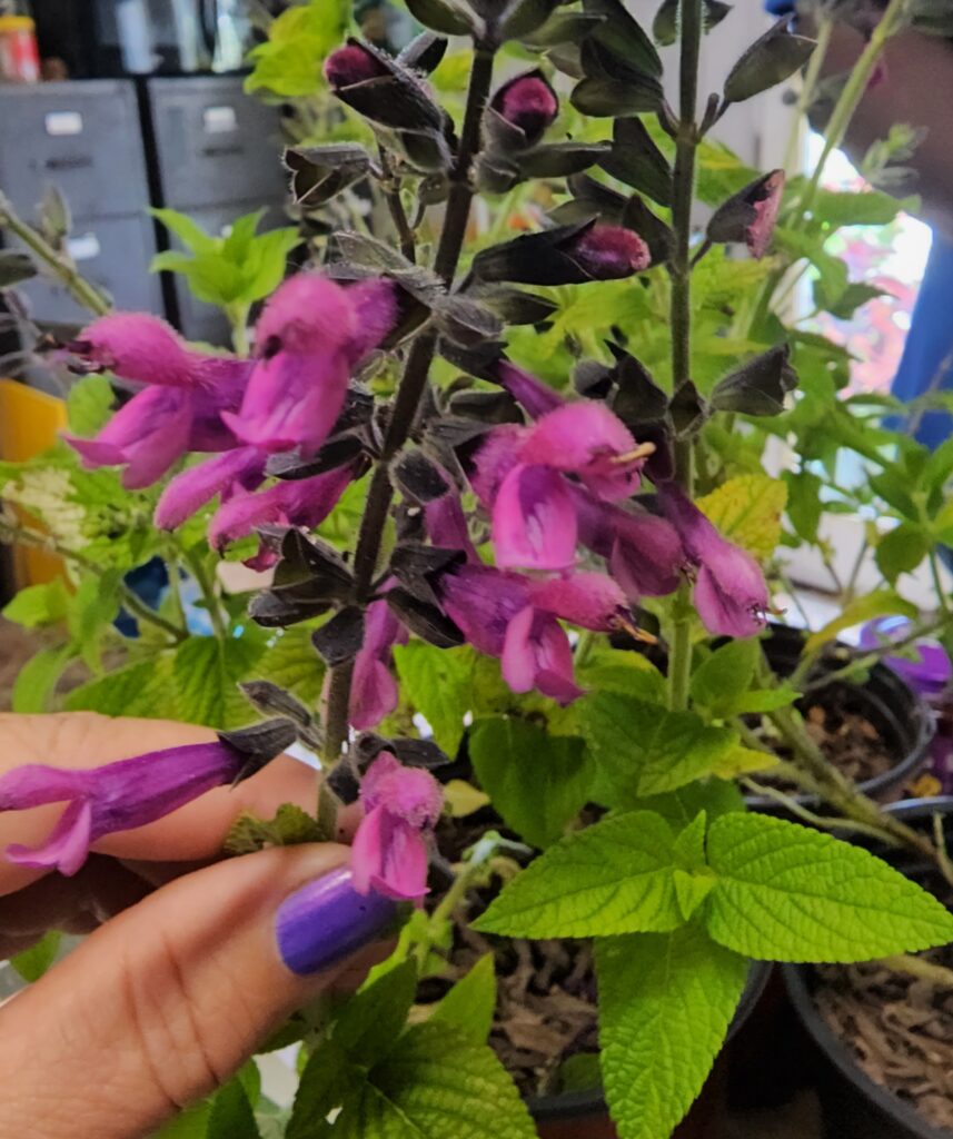 Salvia amigo bloom up close in hand