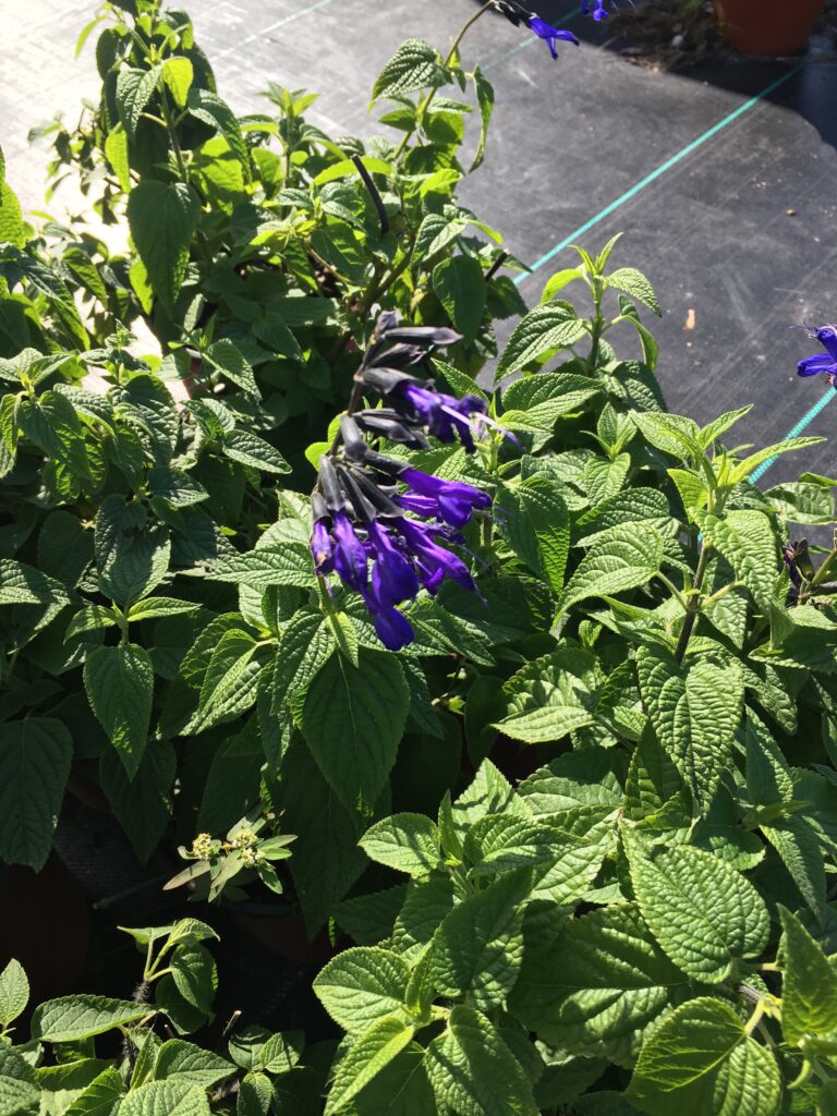 Salvia Black and Blue