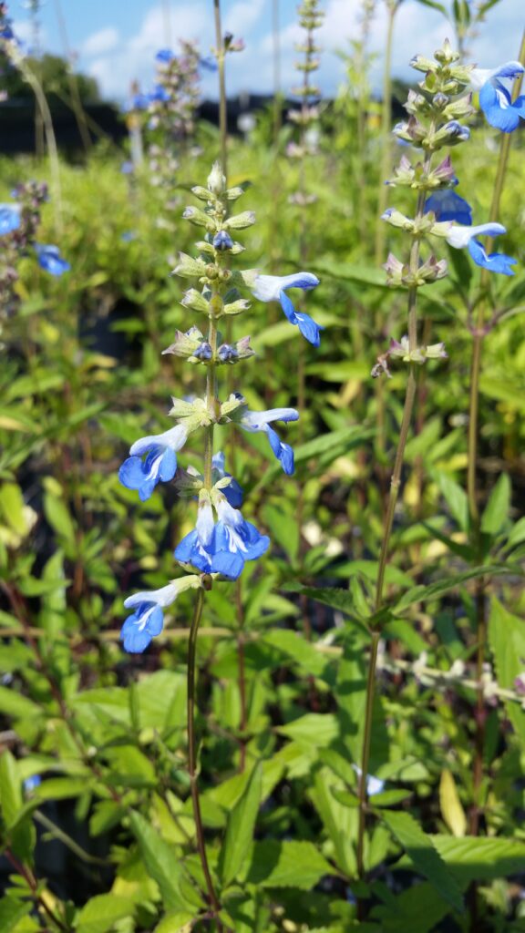 bog sage