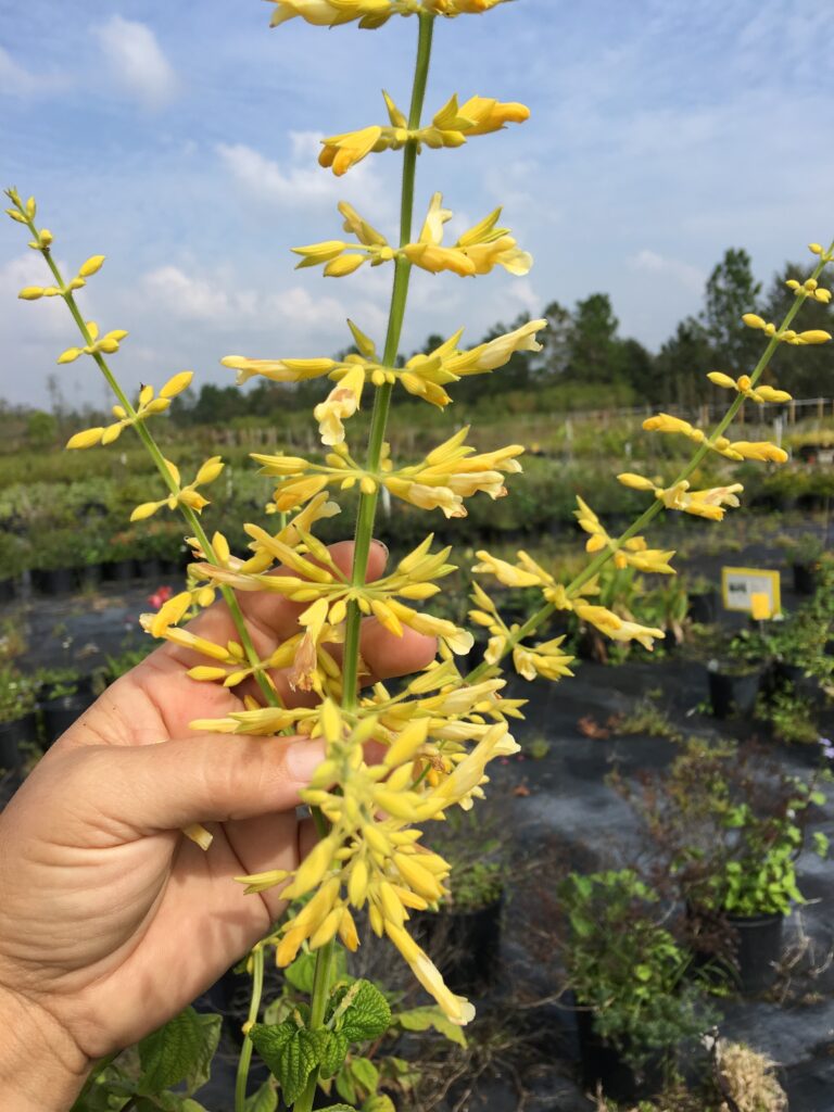 Yellow Salvia madrensis