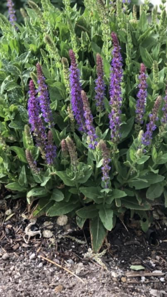 Salvia May Knight