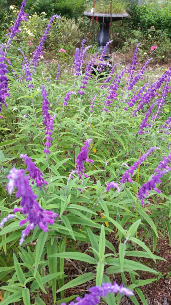 Salvia Mexican Bush Sage