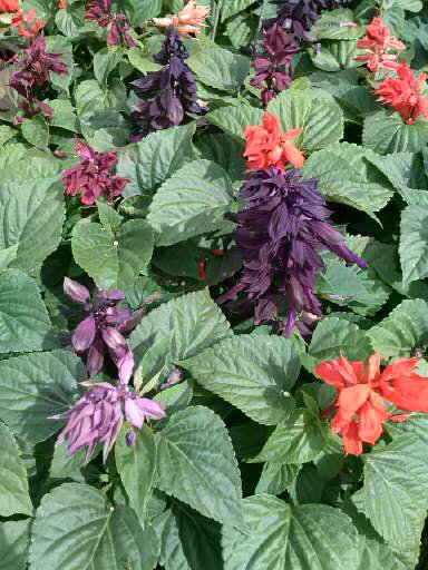 Salvia Splendens 