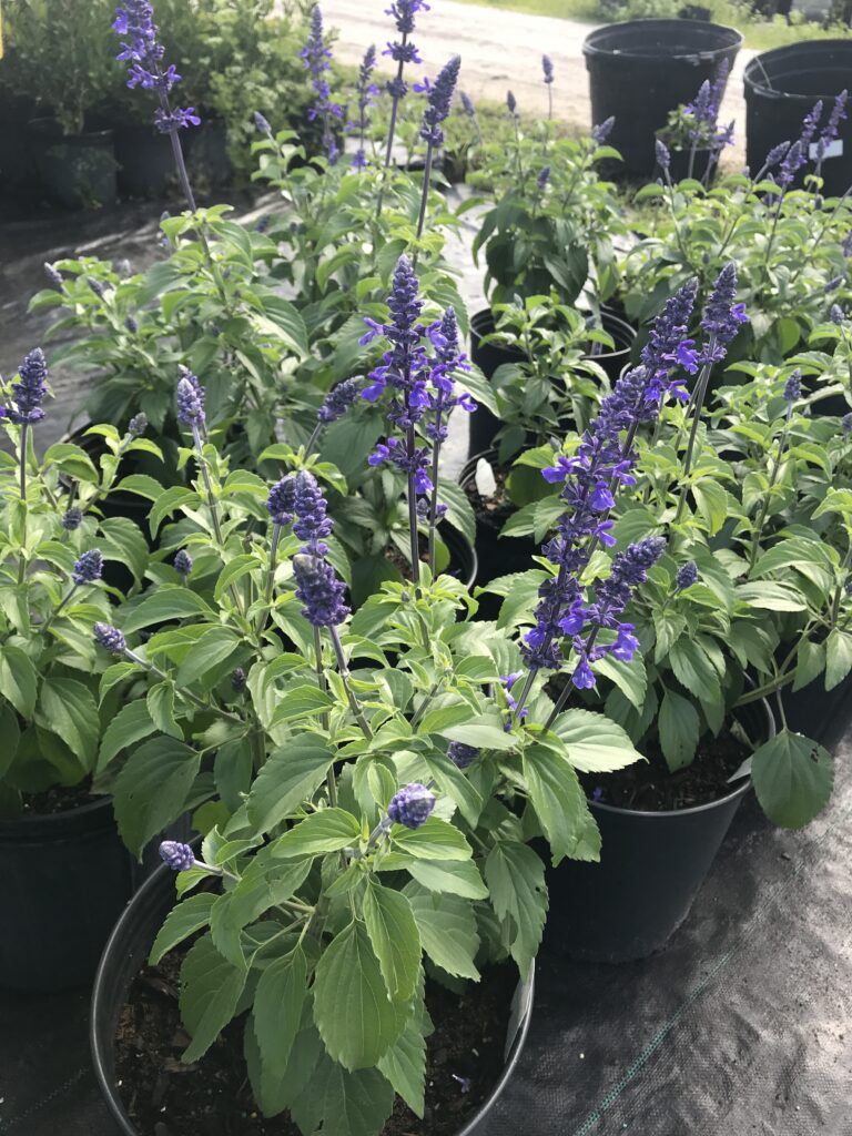 Salvia Mystic Spires