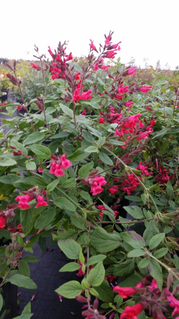 Salvia Riverside sage