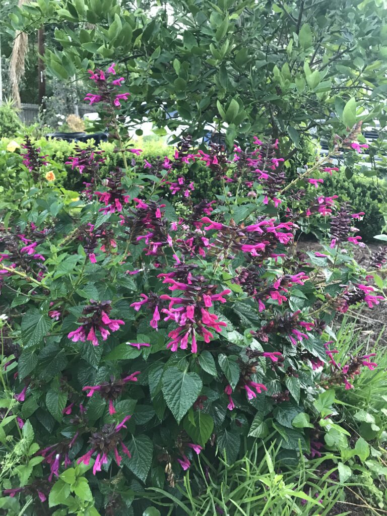 Salvia Rocking Fuschia