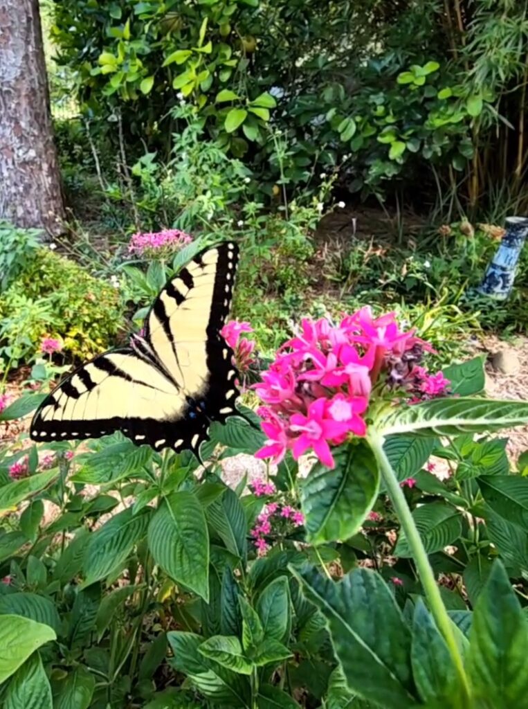 Tiger Swallowtail Butterfly on Old Fashion Heirloom Pentas Jessica 