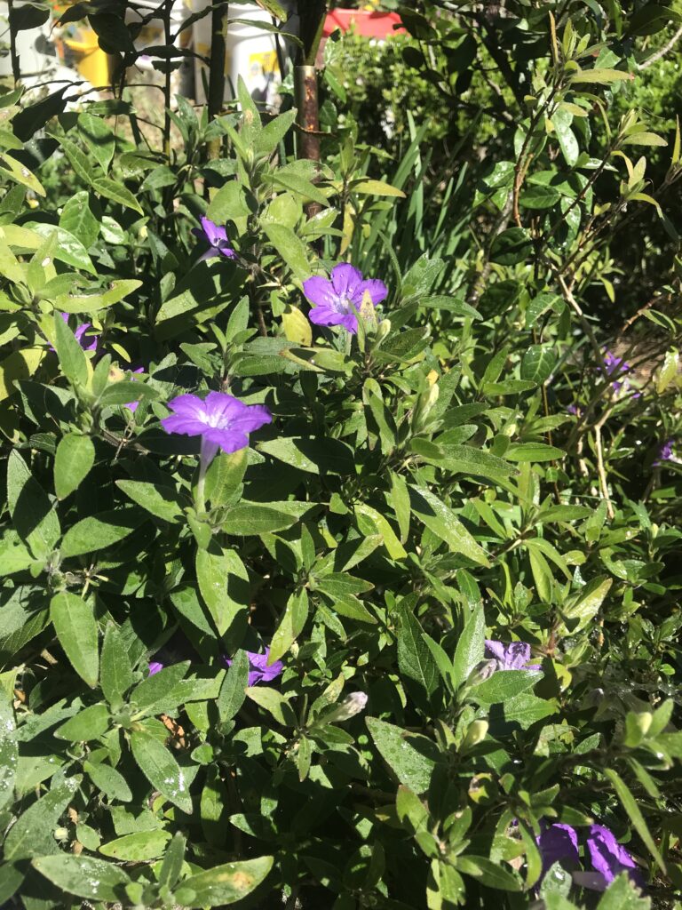 Trailing Ruellia purple ruellia squarosa