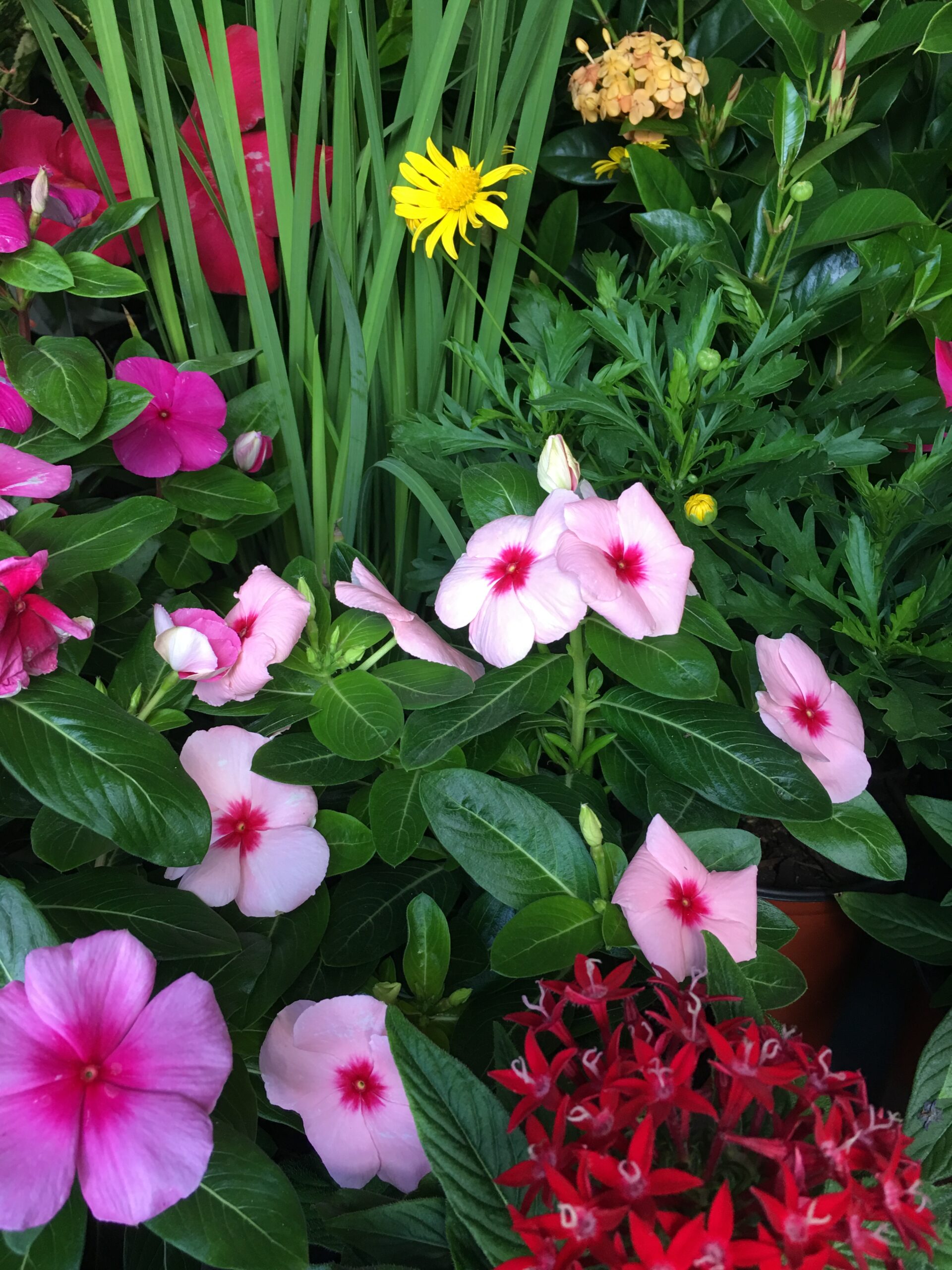 VInca flowers light pink and hot pink 