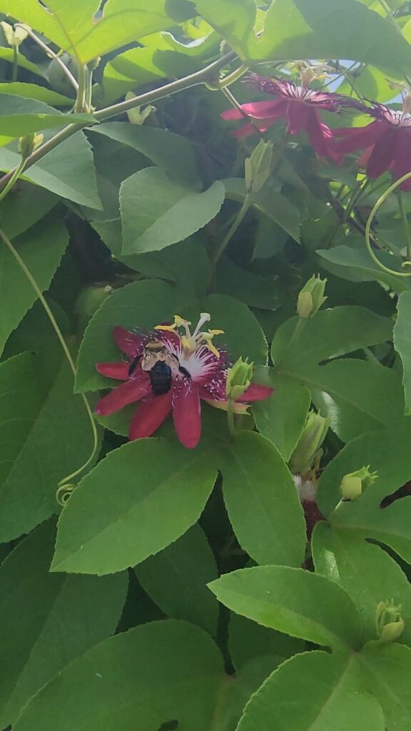 Lady Margaret passionflower  bee pollinating flowers 