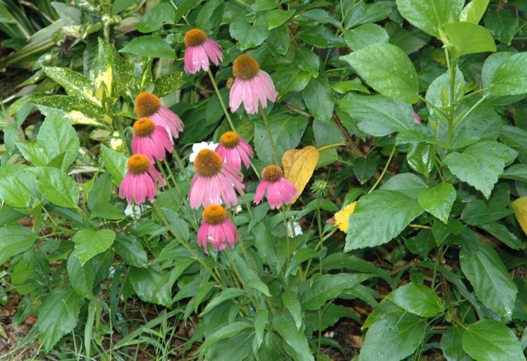 Echinacea purpurea purple in the garden St. Augustine Florida