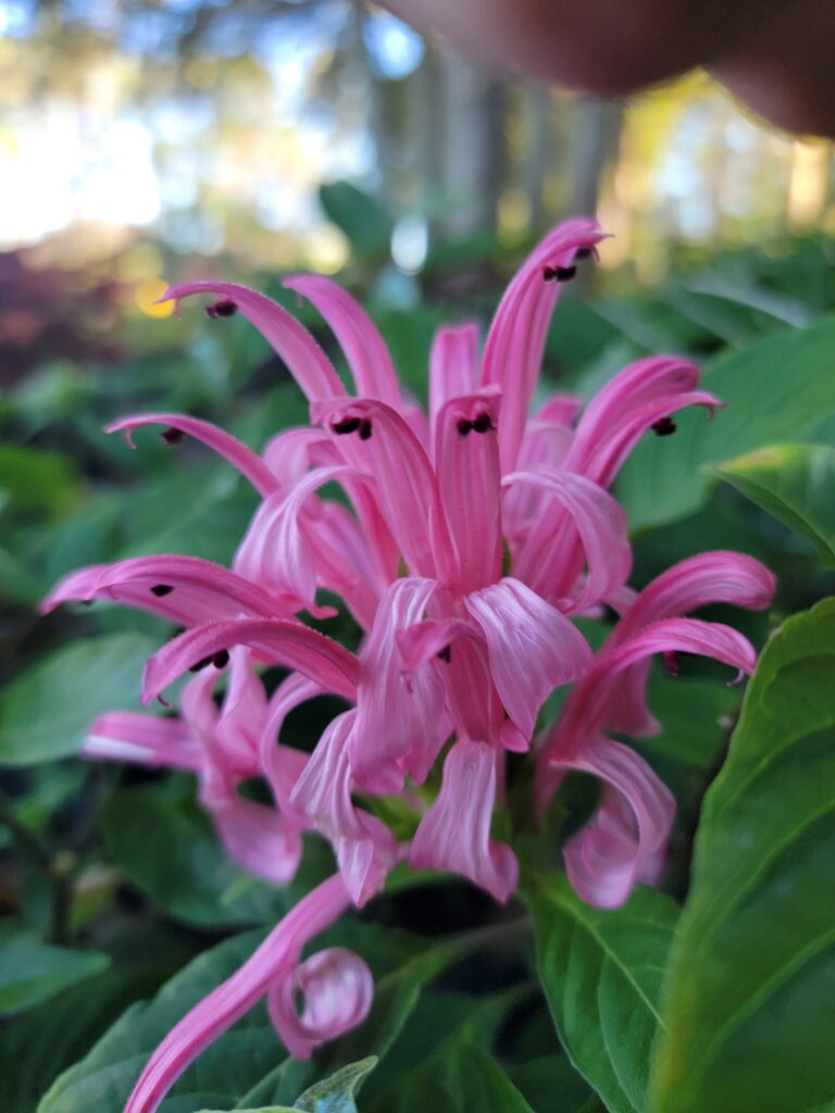 Jacobinia brazillian plume flower bloom up close