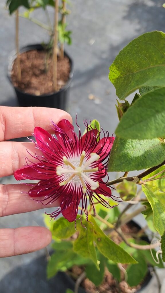 Lady Margaret passion flower plant in nursery container