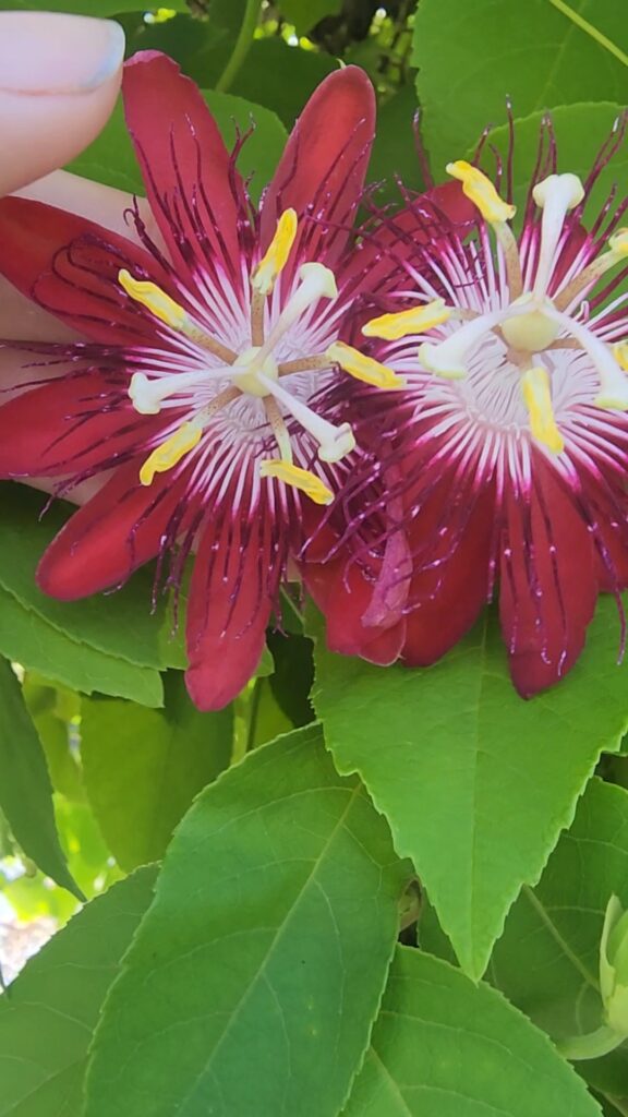 Lady Margaret Passionflower vine blooms 