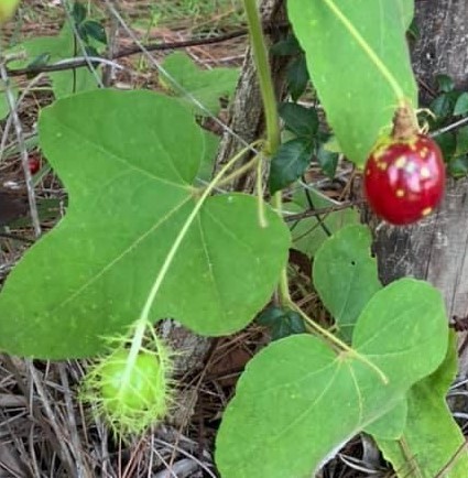 Stinking passionflower / passiflora foetida fruit