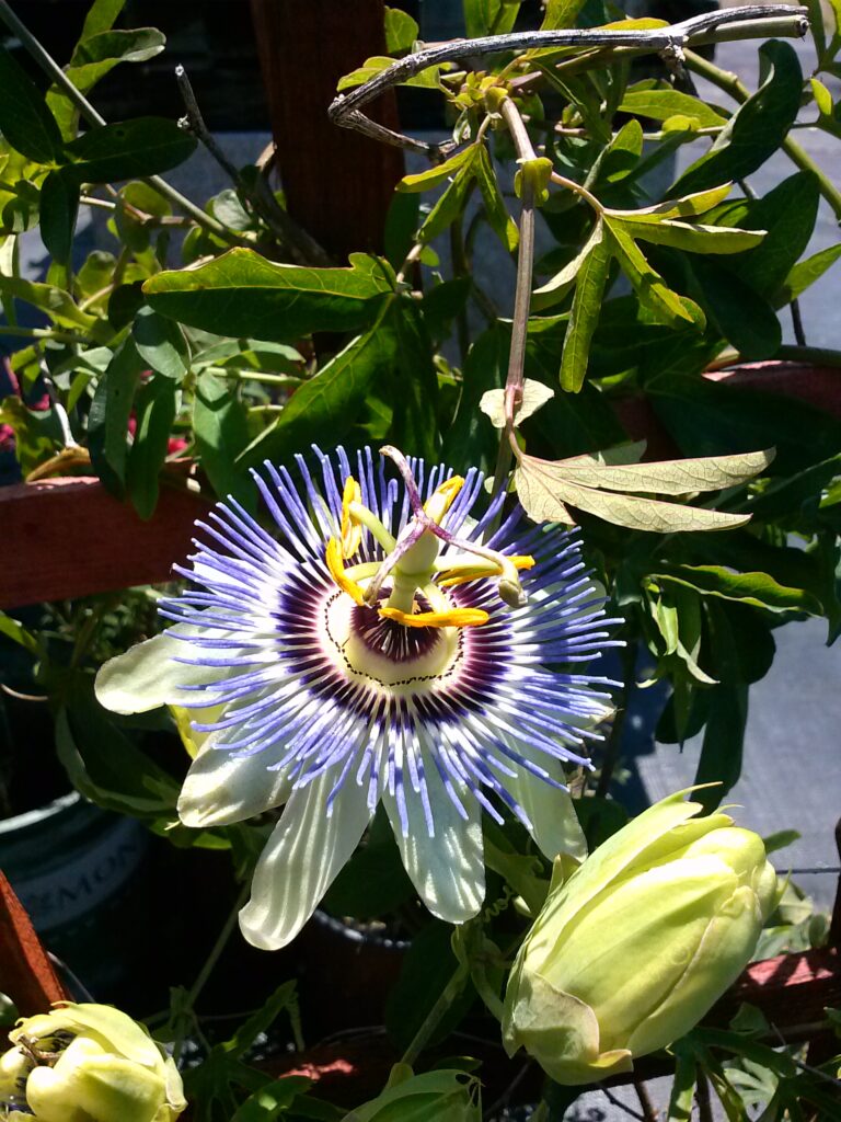 Blue passion Flower vine passioflora caerulea