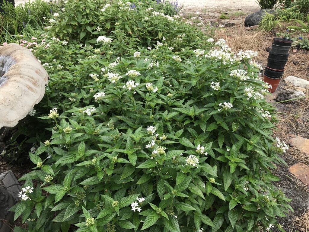 White penta Butterfly series in home landscape