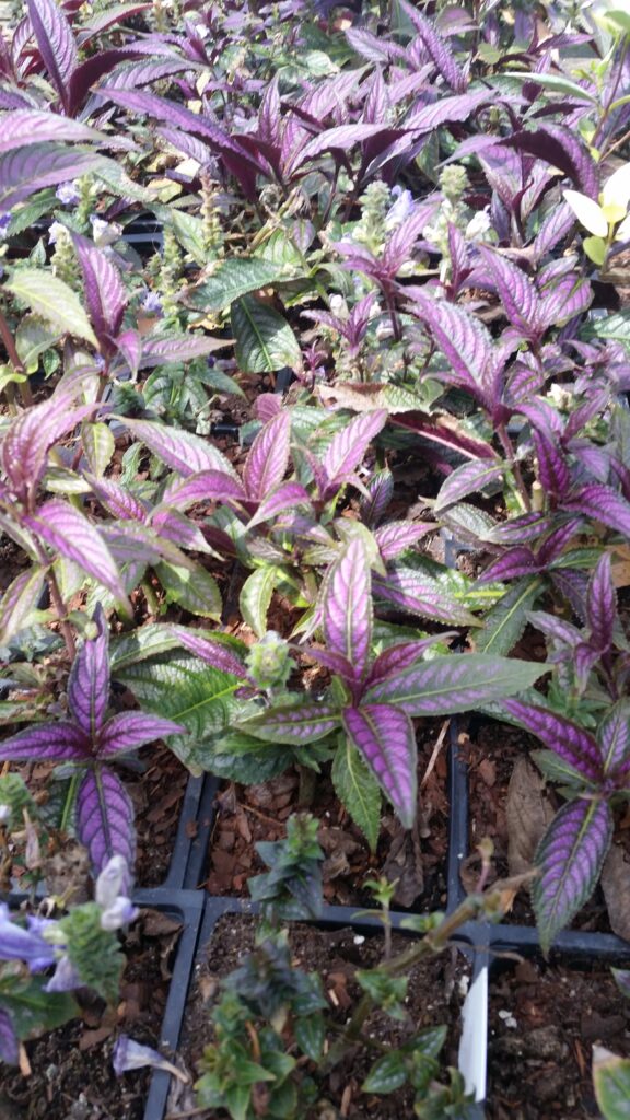 Persian Shield in nursery pots 