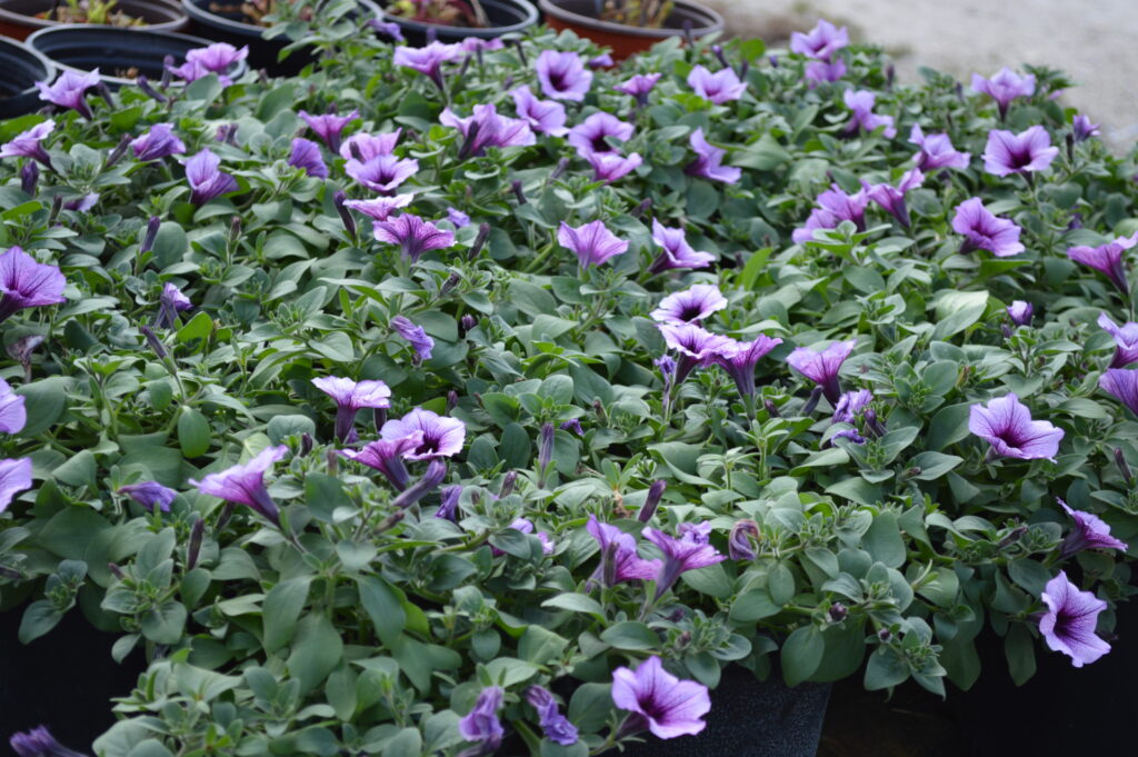 Annual petunia flower lavender purple in nursery containers