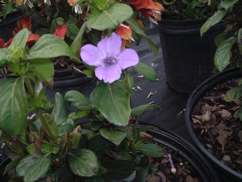 Philippine Violet