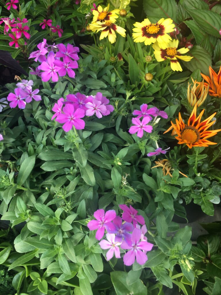 Annual purple phlox