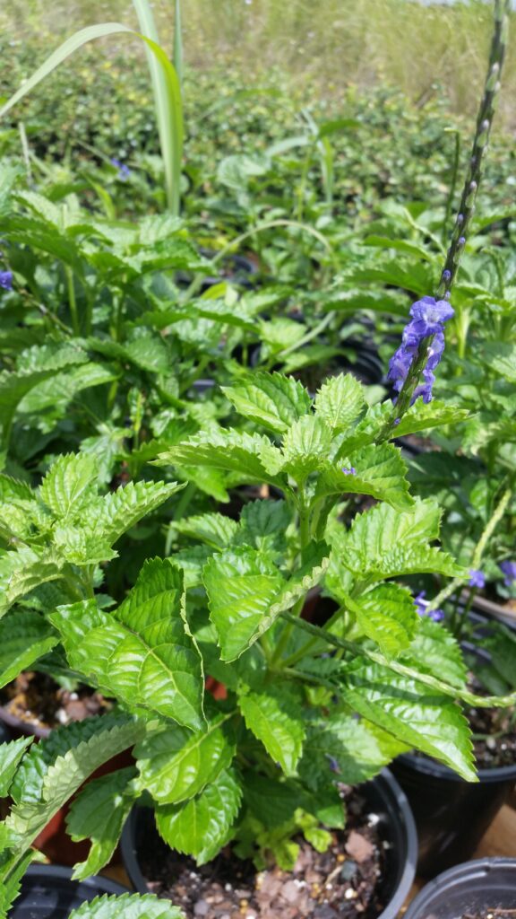 blue porterweed