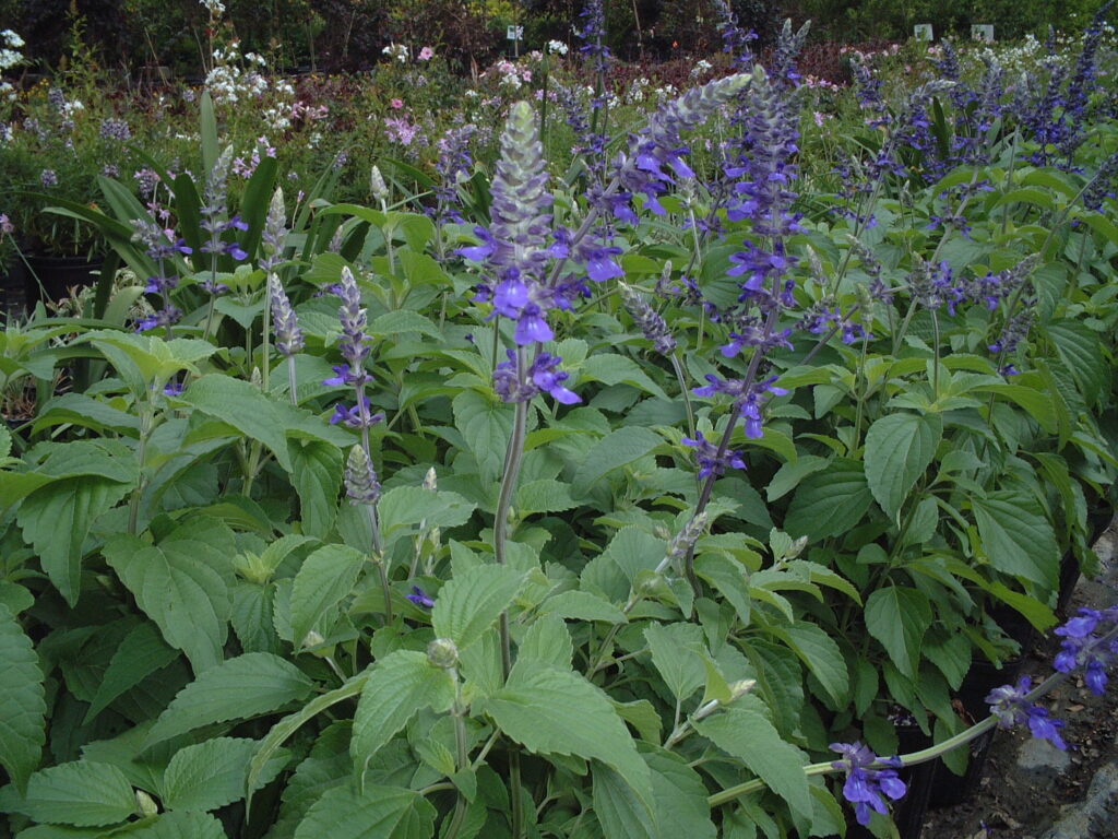 Salvia Indigo Spires