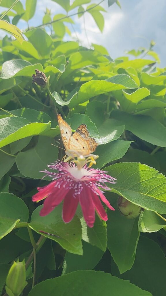 Lady Margaret passionflower with a white peacock butterfly feeding