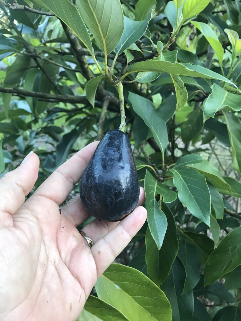 Brogden Avocado Fruit ready to harvest