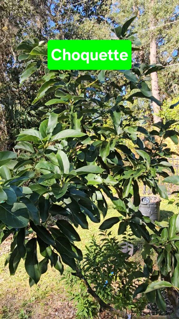 Avocado Choquette tree in Northeast Florida Landscape