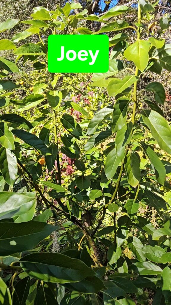 Joey Avocado Tree in North Florida 